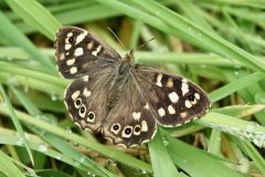Ian  Hart : Speckled Wood