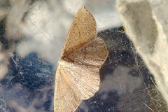 Jersey Mocha Greenaleigh Point , photo by A. Stevenson