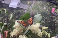 Large Tortoiseshell: Gavin Haig NOT found on Exmoor and was bred by Gavin in his wildlife garden in Devon.