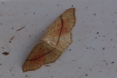Maidens Blush moth: Martina Slater