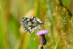 Marbled White at Wimbleball-Lake:Photo by Alastiar Stevenson.