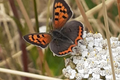 Small Copper, Lycaena phlaeas upon Yarrow. Photo by A. Parry with thanks