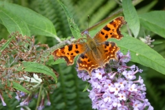 Comma butterfly at Luckbarrow by Martina Slater