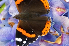 Red Admiral Butterfly at Luckbarrow by Martina Slater