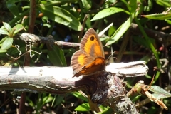 Gatekeeper butterfly possibly a male Pyronia tithonus: Martina Slater
