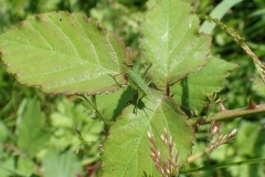 Speckled Bush Cricket possibly a final instar before becoming an adult. Martina Slater