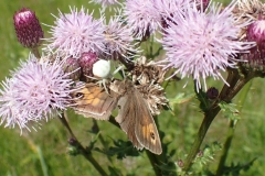 Meadow Brown butterfly being eaten by a female Flower Crab spider.  M Slater