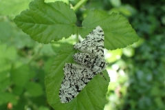 Peppered moth Biston betularia: Martina Slater