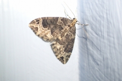Small Phoenix Ecliptopera silaceata : Martina Slater