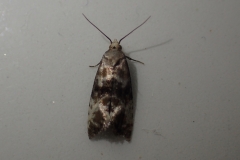 Eupoecilia angustana, micro moth : Martina Slater