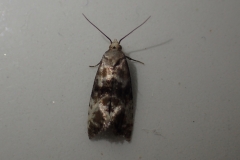 Eupoecilia angustana, micro moth : Martina Slater