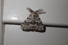 Black Arches male. Lymantria monacha .  Martina Slater