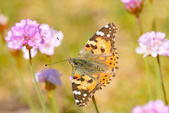 Painted Lady Porlock-Marsh.  Photo by A. Stevenson