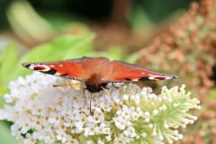 Peacock butterfly@lan Hart