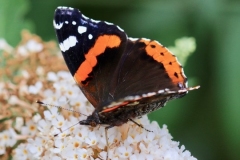 Red Admiral@lan Hart