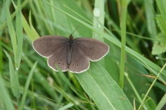 Ringlet: This photo was not taken on Exmoor, but shows what they look like and are common loally in Exmoor. Aphantopus hyperantus: Ian Hartl