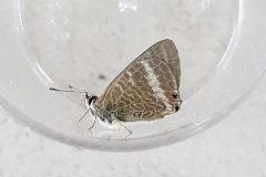 Long-Tailed Blue: Found by Ruth, photo by Andy Pym