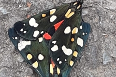 Scarlet Tiger Moths Callimorpha-dominula-photographed by Tom James