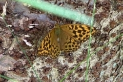 Silver-washed Frittillarie, female:  by Marilyn Hobbs