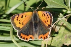 Small Copper: Ian Hart