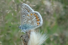 Common blue butterfly: Martina Slater