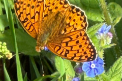 A dark green fritillary taken by James Windle at Middle Parks, Minehead
