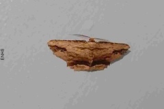 Waved Umber moth Menophra abruptaira by Martina Slater April 2022