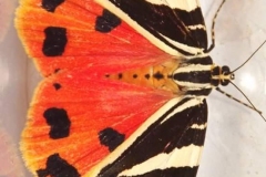 Sian Parry: Jersey Tiger moth
