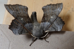 Claire Kenward: Poplar hawk moth