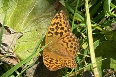 Silver-washed Frittillarie, female: by Marilyn Hobbs