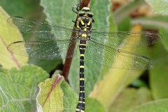 Ian Hart : Golden Ringed Dragon-Fly