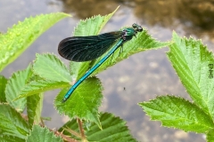Beautiful Demoiselle (Calopteryx-virgo) male. Photo with thanks from KNA Moses. Taken on Simonsbath walk 2022