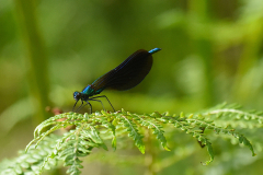 Beautiful Demoiselle on the River Barle.  Photo by A. Stevenson