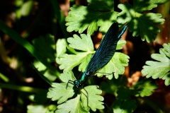 Beautiful Demoiselle taken at Ash Bridge on the East Lyn by Brian Ellis