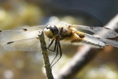 Four- Spotted chaser dragonfly. This photo was not taken on Exmoor, but is what a Four-spotted chaser dragonfly looks like: Libellula quadrimaculata by Ian Hart