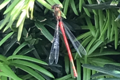 Large red damselfly (Pyrrhosoma nymphula) possibly male. By K Abraham.