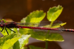 Large red damselfly male, by Stewart Lane