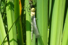 Southern Hawker dragonfly found on Luckbarrow pond July 2021 by Martina Slater