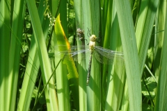 Southern Hawker dragonfly found on Luckbarrow pond July 2021 by Martina Slater