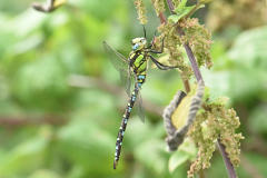 Southern-Hawker-Dunster-Hawn
