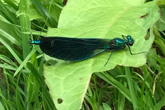 Beautiful Demoiselle, in the MInehead area, photo by K Abraham