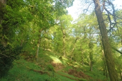 Dawn Chorus May 2022 at Webbers Post: Photos Martina Slater