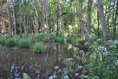 Beaver habitat: By Glyn Davies