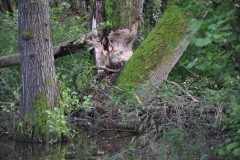Beaver's chewed tree: By Glyn Davies