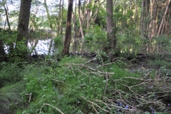 Beaver's habitat on the Holnicote Estate: By Glyn Davies