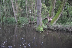 Beaver's habitat by Glyn Davies