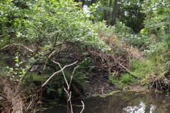 Beaver