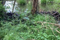 Beaver dam on the Holnicote Estate: C Tickner