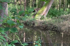Beaver enclosure on the Holnicote Estate:  C Tickner