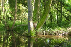 Beaver
